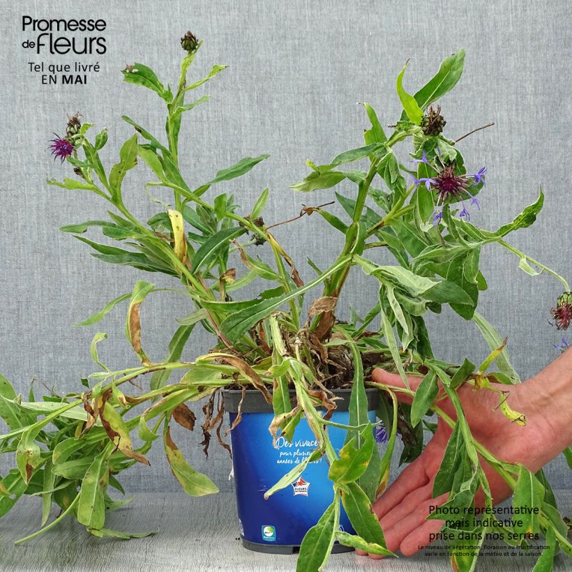 Spécimen de Bleuet des montagnes Sulphurea - Centaurea montana Pot de 2L/3L tel que livré au printemps