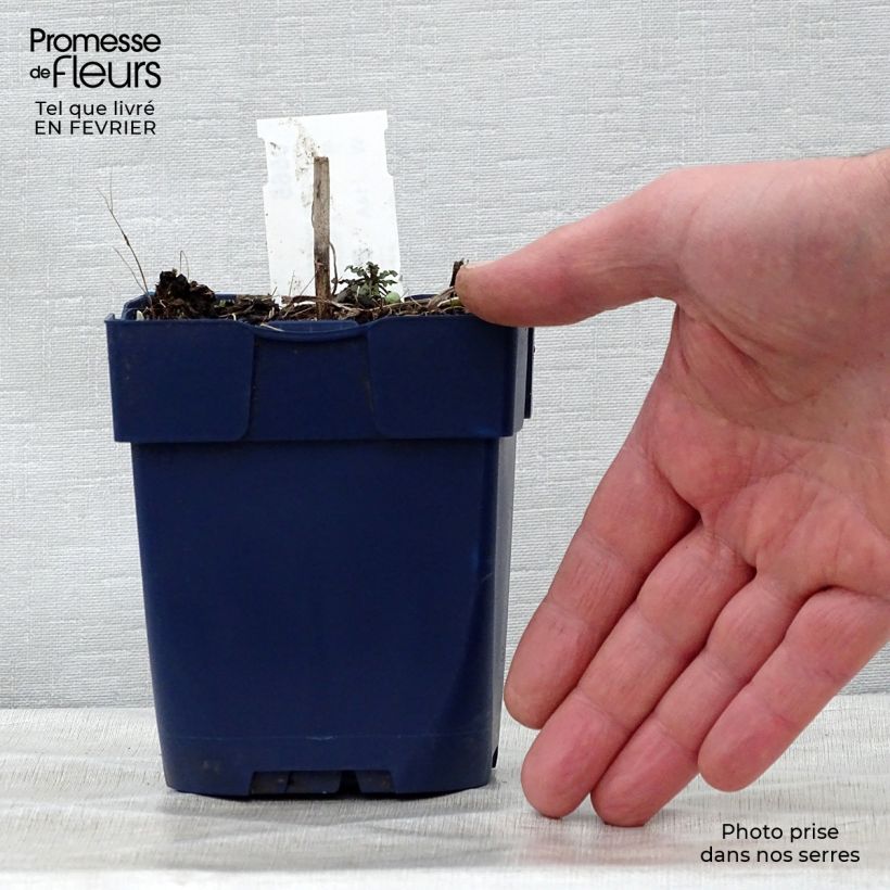 Spécimen de Bleuet des montagnes blanc - Centaurée montana Alba Godet de 8/9 cm tel que livré en hiver