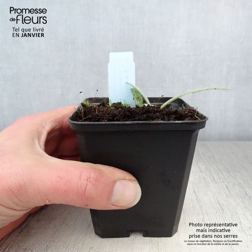 Spécimen de Bleuet des montagnes blanc et mauve - Centaurée montana Amethyst Dream Godet de 8/9 cm tel que livré en hiver