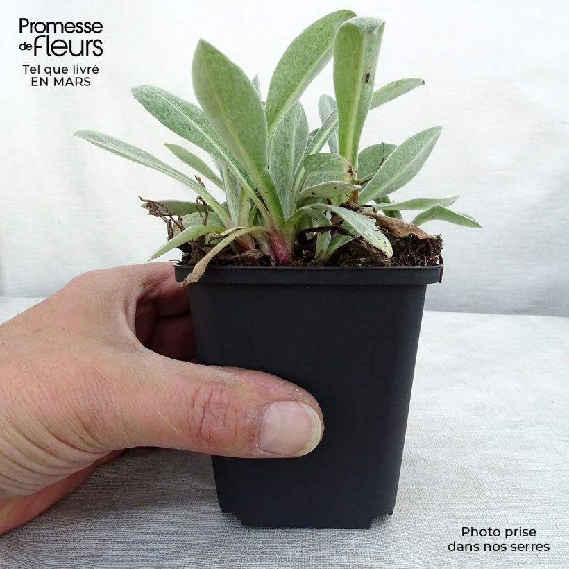 Spécimen de Bleuet des montagnes blanc et pourpre - Centaurée Purple Heart Godet de 8/9 cm tel que livré au printemps