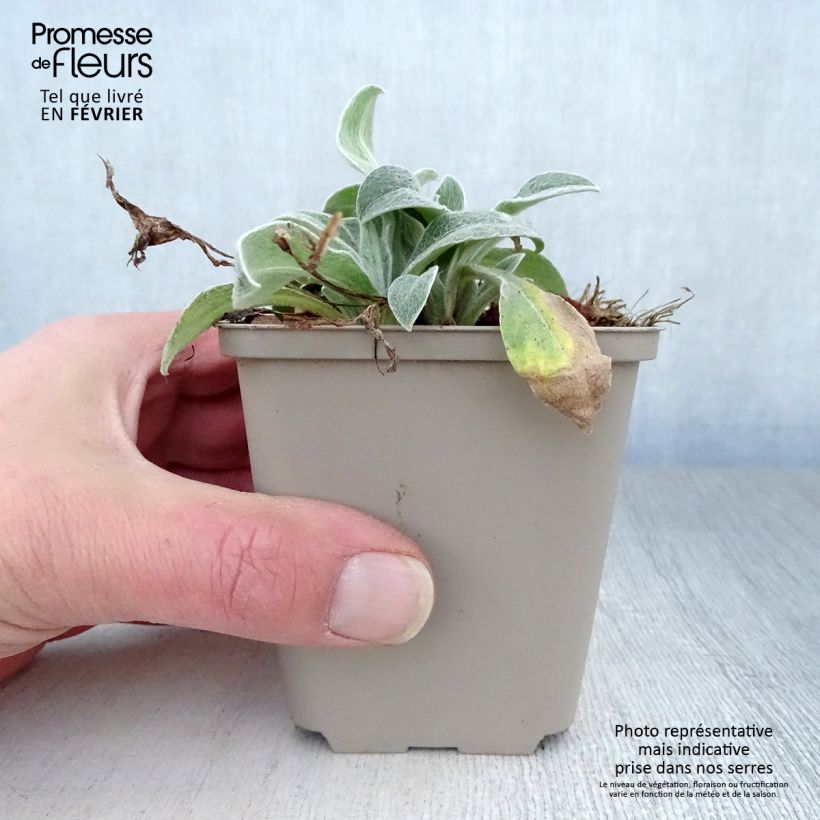 Spécimen de Bleuet des montagnes noir - Centaurée montana Jordy Godet de 8/9 cm tel que livré en hiver