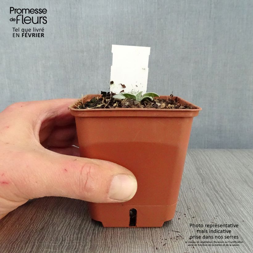 Spécimen de Bleuet des montagnes rose - Centaurée Carnea Godet de 8/9 cm tel que livré en hiver