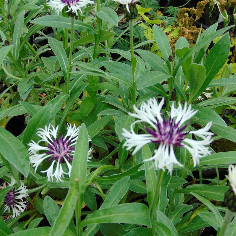 Bleuet des montagnes blanc et pourpre - Centaurée Purple Heart (Feuillage)