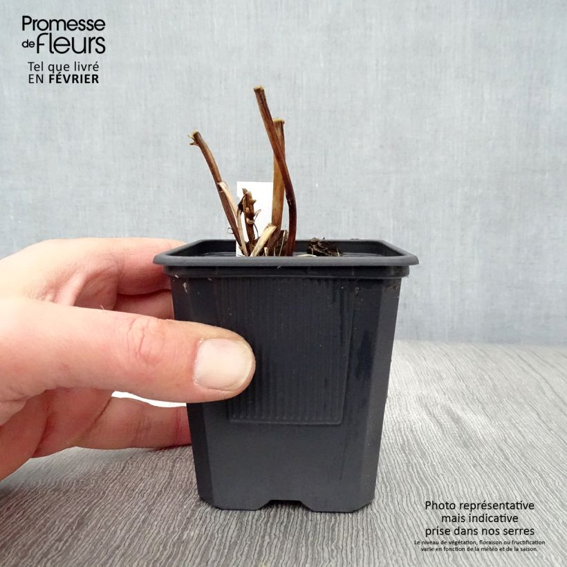 Spécimen de Bocconie cordée Flamingo - Macleaya cordata Godet de 8/9 cm tel que livré en hiver