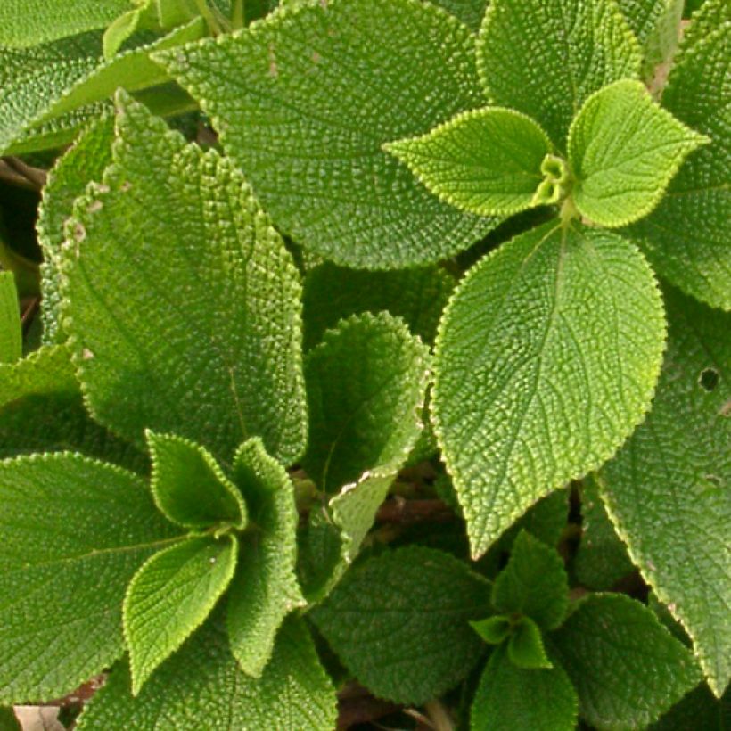 Boehmeria biloba (Folhagem)