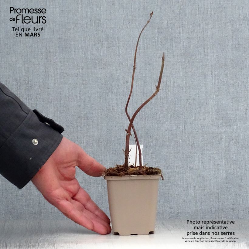 Spécimen de Boehmeria biloba Godet de 8/9 cm tel que livré au printemps