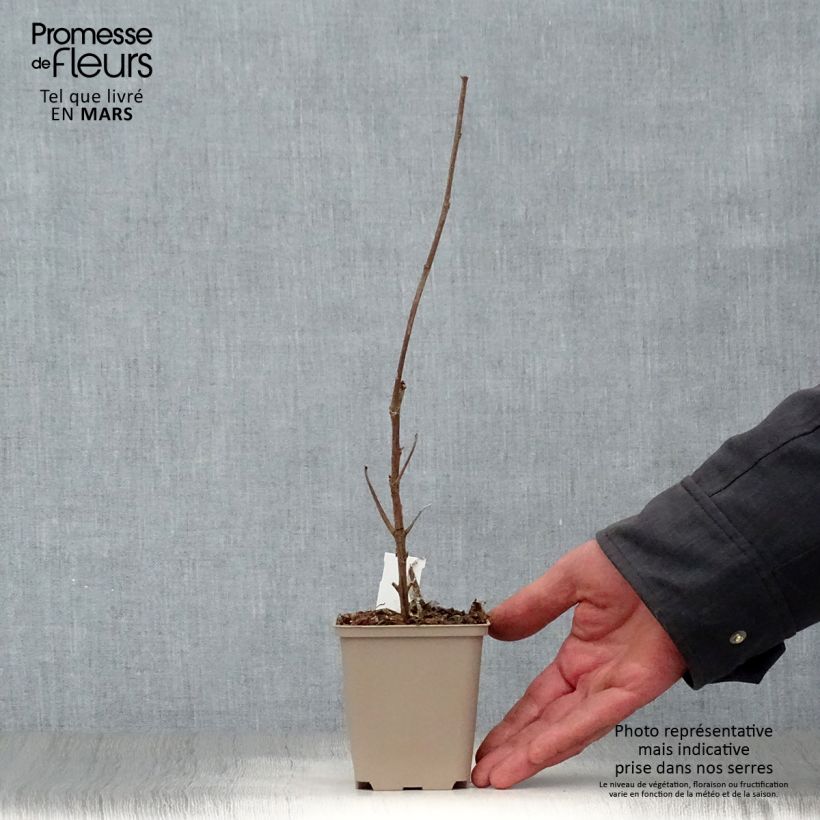 Spécimen de Boehmeria cylindrica Godet de 8/9 cm tel que livré au printemps
