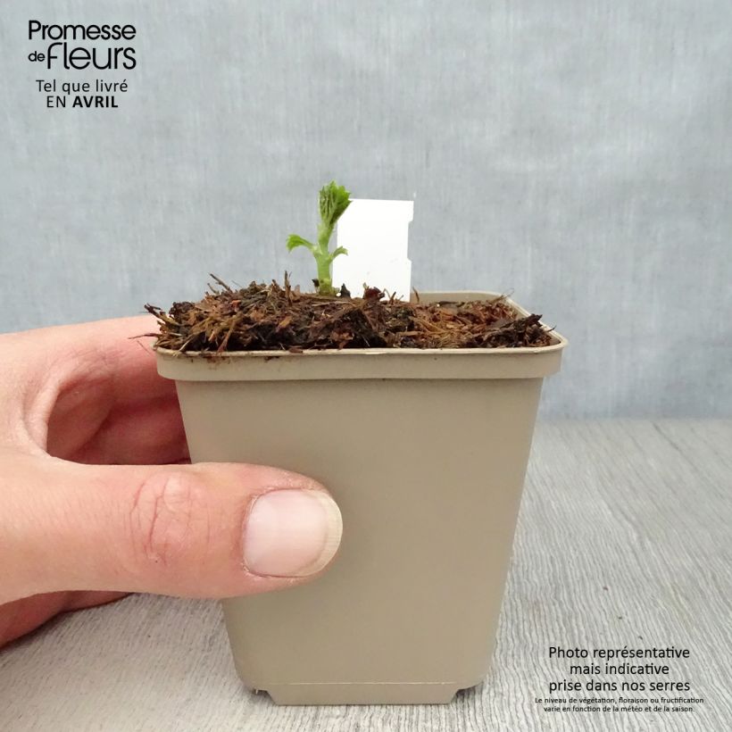 Spécimen de Boehmeria sieboldiana - Ortie de Chine Godet de 8/9 cm tel que livré au printemps