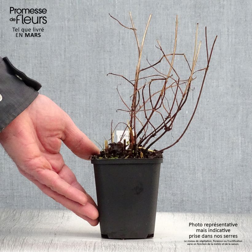 Spécimen de Boehmeria tricuspis - Ortie de Chine Godet de 8/9 cm tel que livré au printemps