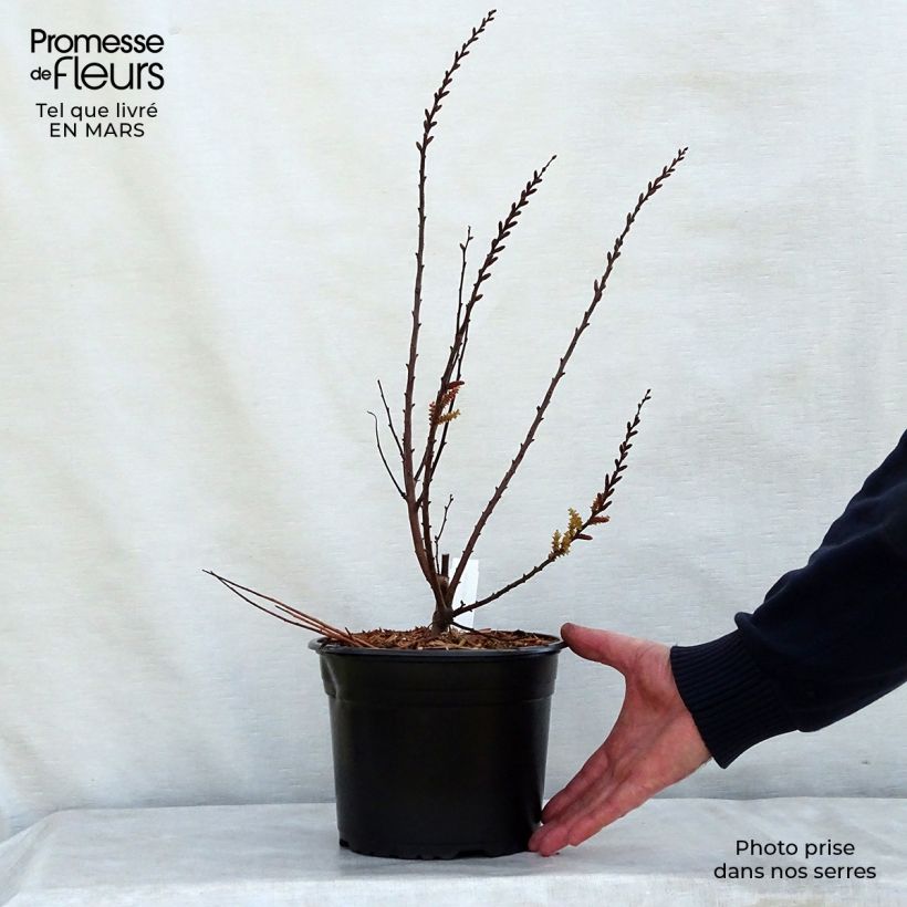 Spécimen de Bois-sent-bon - Myrica gale Pot de 1,5L/2L tel que livré au printemps