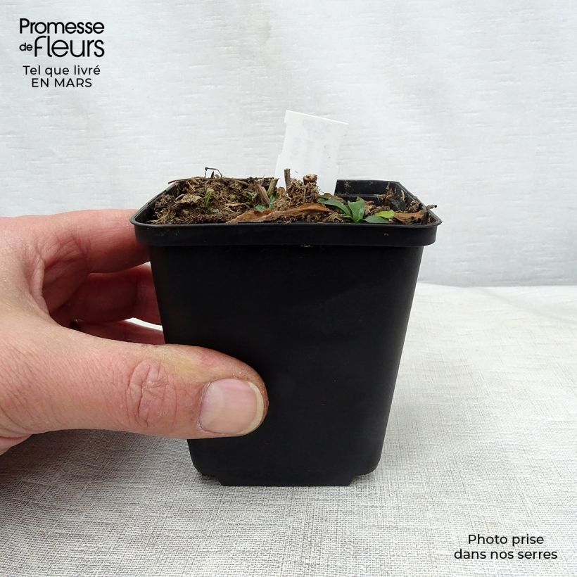 Amostra de Boltonia asteroides Snowbank Vaso de 8/9 cm tal como entregue na primavera