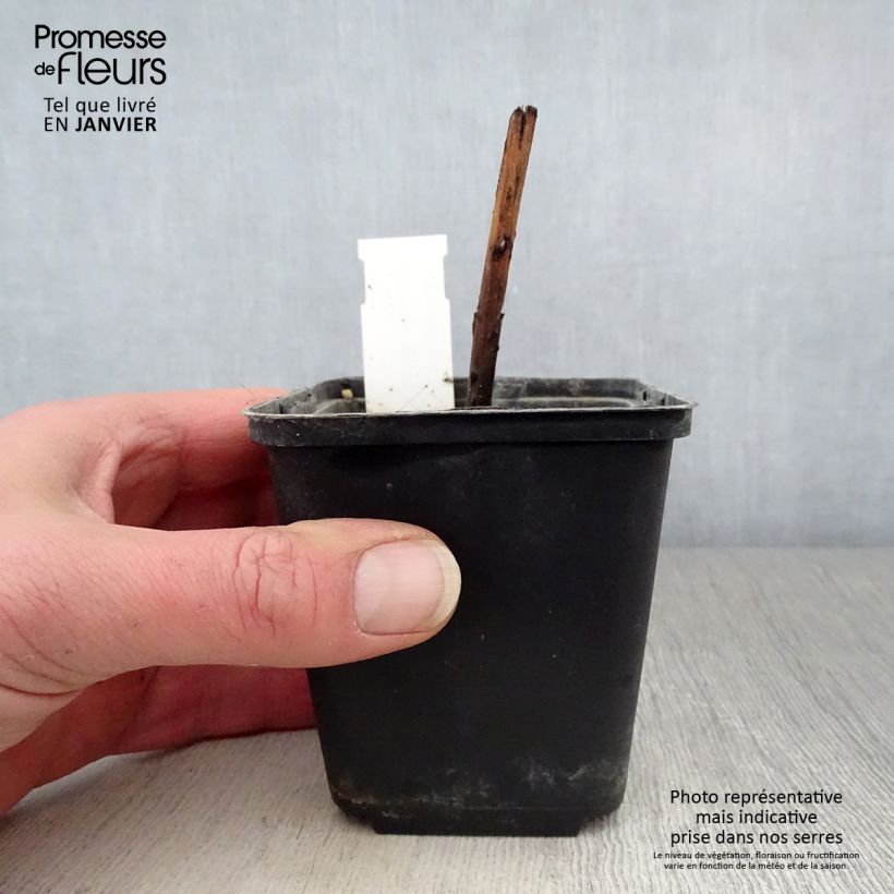 Spécimen de Boltonia asteroides Snowbank - Aster étoilé - Faux Aster Godet de 8/9 cm tel que livré en hiver