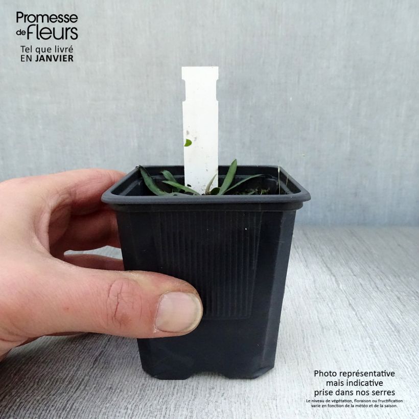 Spécimen de Boltonie, faux aster Latisquama - Boltonia astroides Godet de 8/9 cm tel que livré en hiver