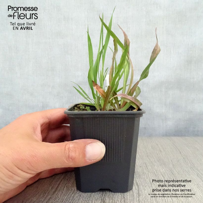 Spécimen de Boltonie, faux aster Latisquama - Boltonia astroides Godet de 8/9 cm tel que livré au printemps