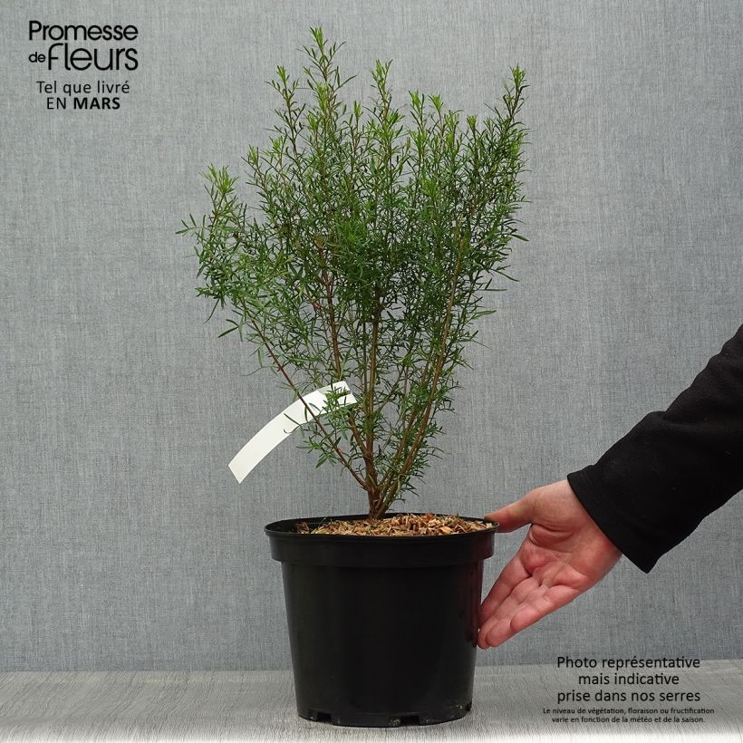 Spécimen de Boronia heterophylla - Boronie à feuillage varié. Pot de 3L/4L tel que livré au printemps