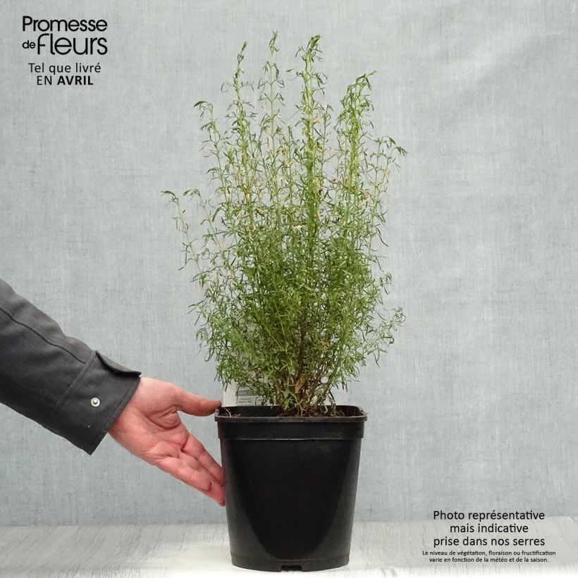 Spécimen de Boronia heterophylla Ice Charlotte - Boronie à feuilles variées Pot de 4L/5L tel que livré au printemps