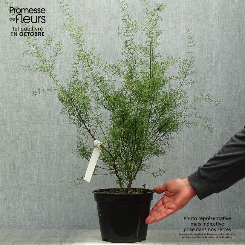 Spécimen de Boronia megastigma Tui - Boronie brune Pot de 4L/5L tel que livré en automne