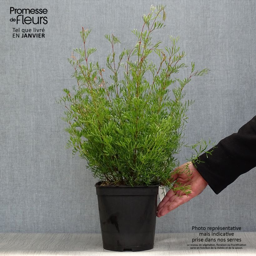 Spécimen de Boronia pinnata var. muelleri - Boronie forestière Pot de 4L/5L tel que livré en hiver