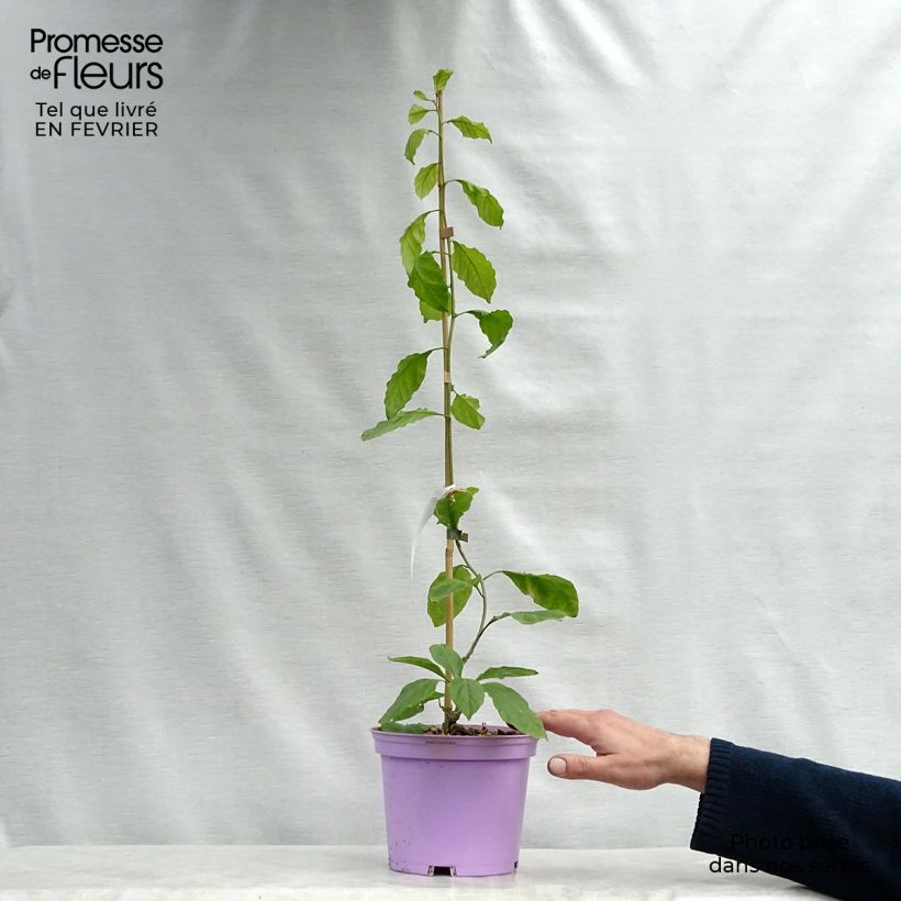 Spécimen de Bougainvillier Violet de Mèze Pot de 3L/4L tel que livré en hiver