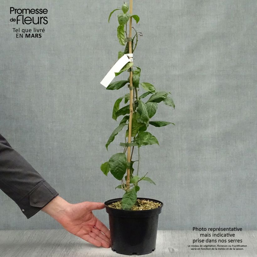 Spécimen de Bougainvillier Violet de Mèze Pot de 3L/4L tel que livré au printemps