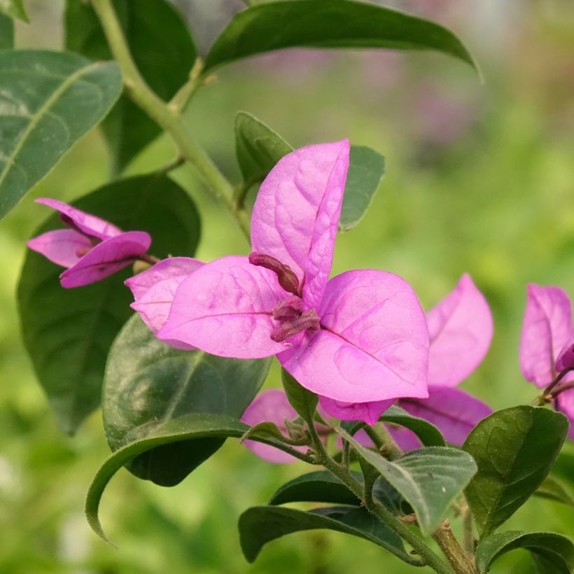 Bougainvillier Violet de Mèze (Floraison)