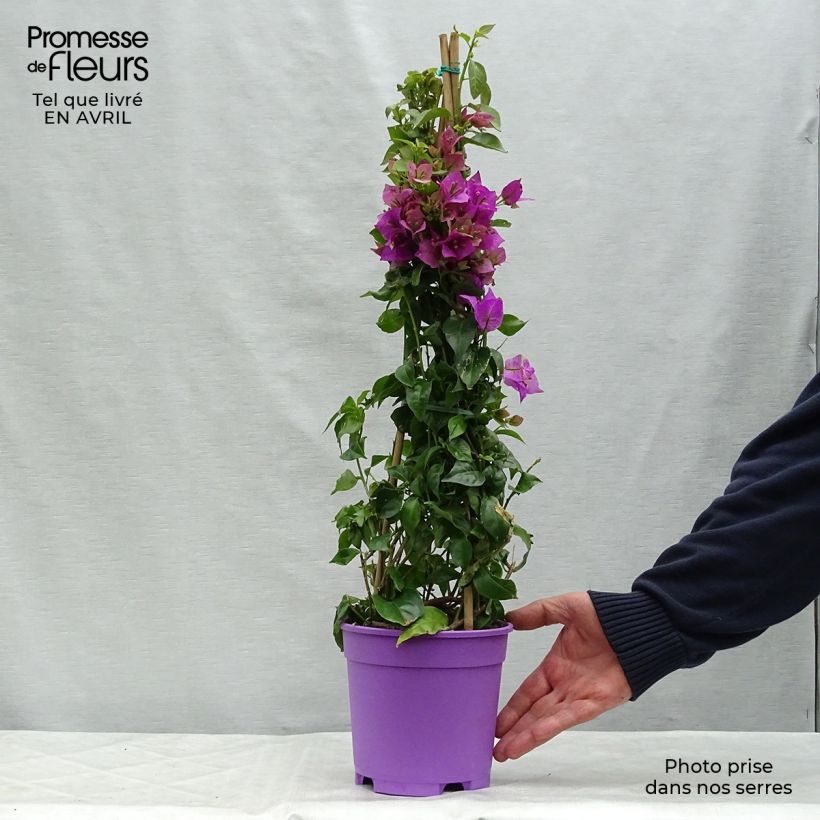 Spécimen de Bougainvillier glabra Sanderiana Pot de 2L/3L tel que livré au printemps