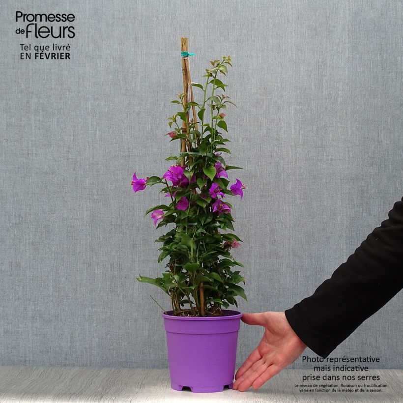 Spécimen de Bougainvillier glabra Sanderiana Pot de 2L/3L tel que livré en hiver