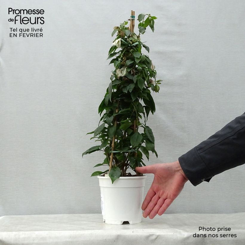 Spécimen de Bougainvillier spectabilis Blanc Pot de 2L/3L tel que livré en hiver