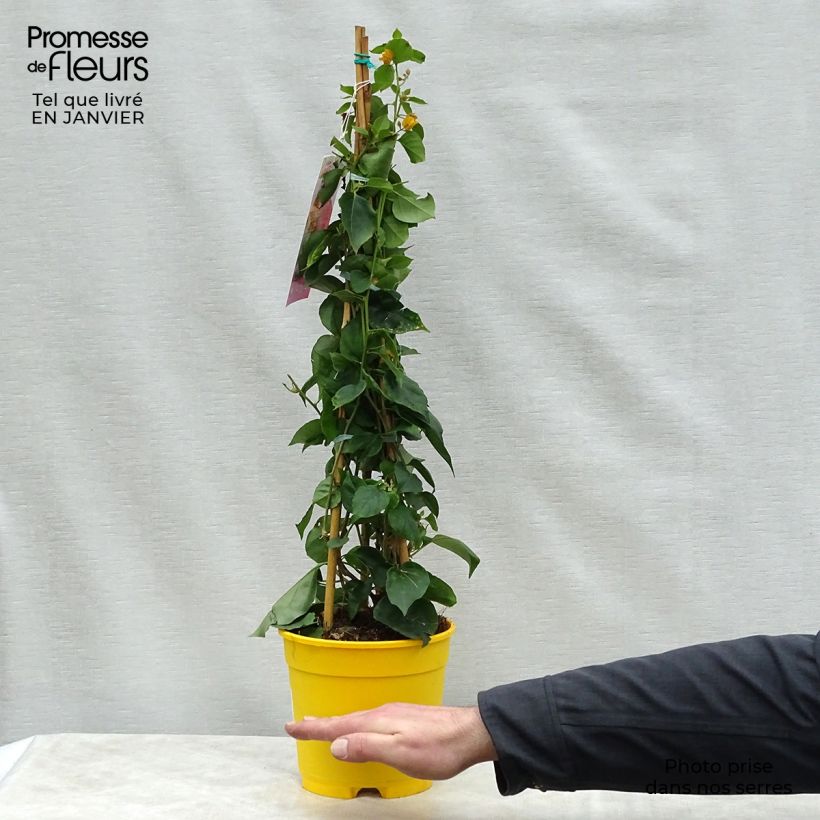 Spécimen de Bougainvillier spectabilis Jaune Pot de 2L/3L tel que livré en hiver
