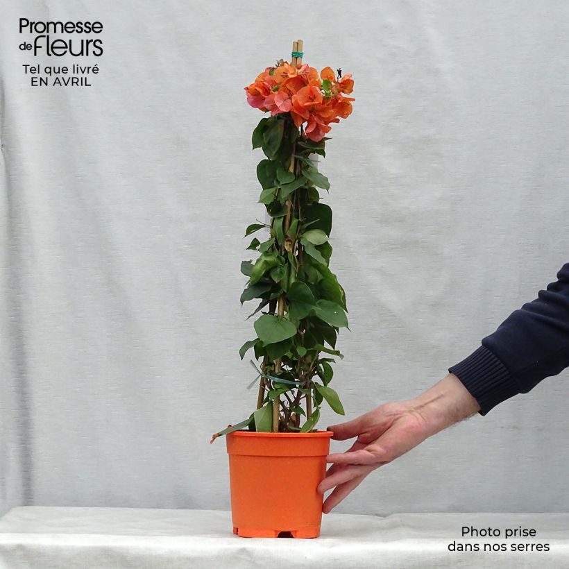 Spécimen de Bougainvillier spectabilis Orange Pot de 2L/3L tel que livré au printemps