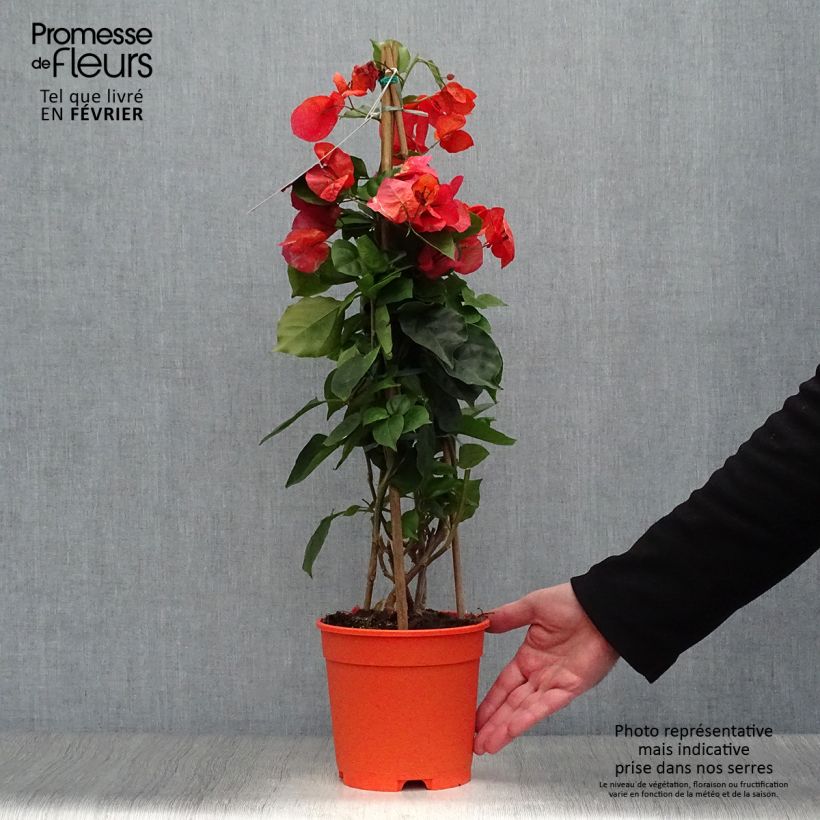 Spécimen de Bougainvillier spectabilis Orange Pot de 2L/3L tel que livré en hiver