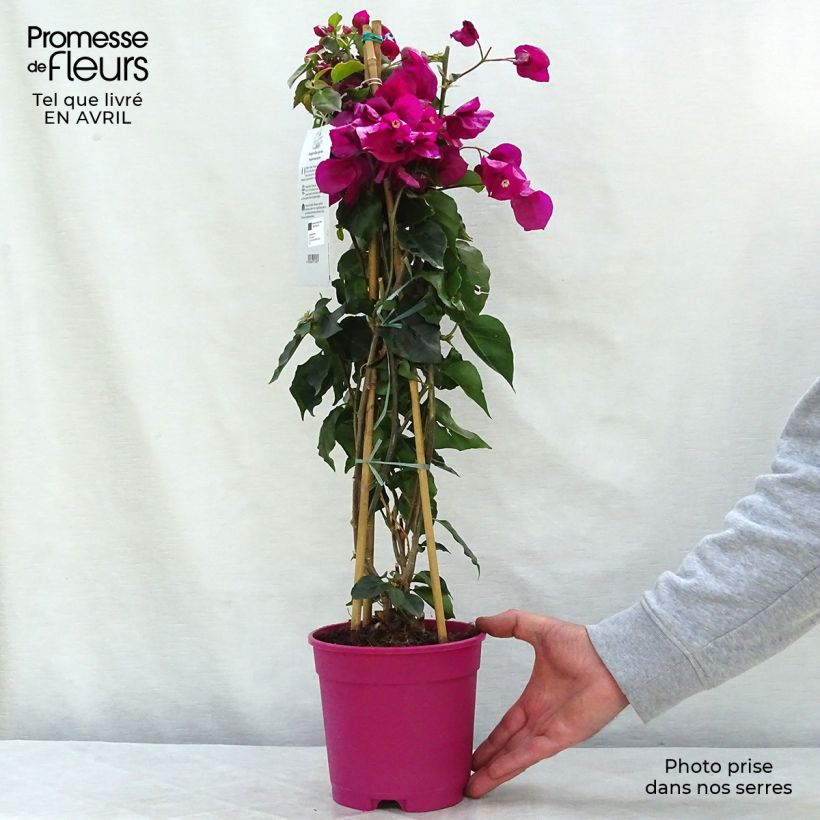 Spécimen de Bougainvillier spectabilis Pourpre violacé Pot de 2L/3L tel que livré au printemps
