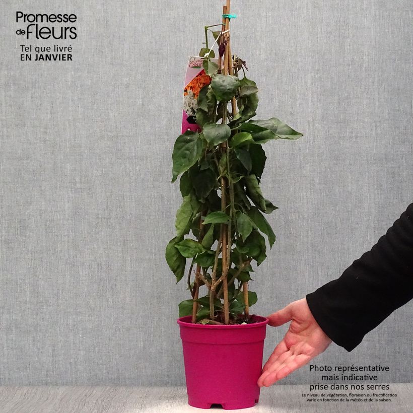 Spécimen de Bougainvillier spectabilis Pourpre violacé Pot de 2L/3L tel que livré en hiver
