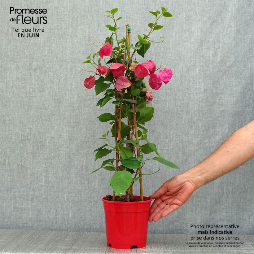 Spécimen de Bougainvillier spectabilis Rouge foncé Pot de 2L/3L tel que livré en été