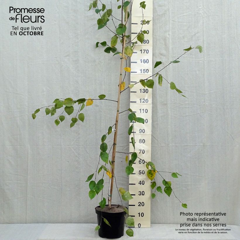 Spécimen de Bouleau de l'Himalaya - Betula utilis jacquemontii Pot de 4L/5L tel que livré en automne