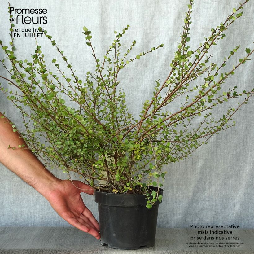 Spécimen de Bouleau nain - Betula nana Pot de 2L/3L tel que livré en été