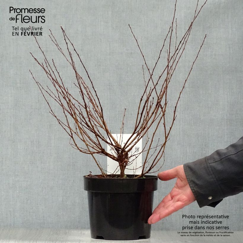 Spécimen de Bouleau nain - Betula nana Pot de 2L/3L tel que livré en hiver