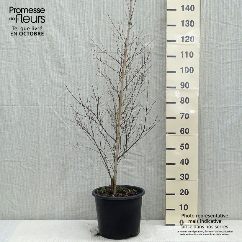 Spécimen de Bouleau noir - Betula nigra Pot de 12L/15L tel que livré en automne