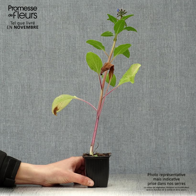 Spécimen de Bourrache BIO - Borago officinalis Godet de 7/8 cm tel que livré en automne