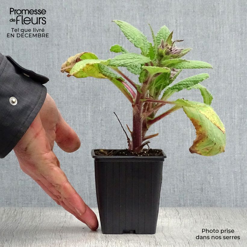 Spécimen de Bourrache BIO - Borago officinalis Godet de 7/8 cm tel que livré en hiver