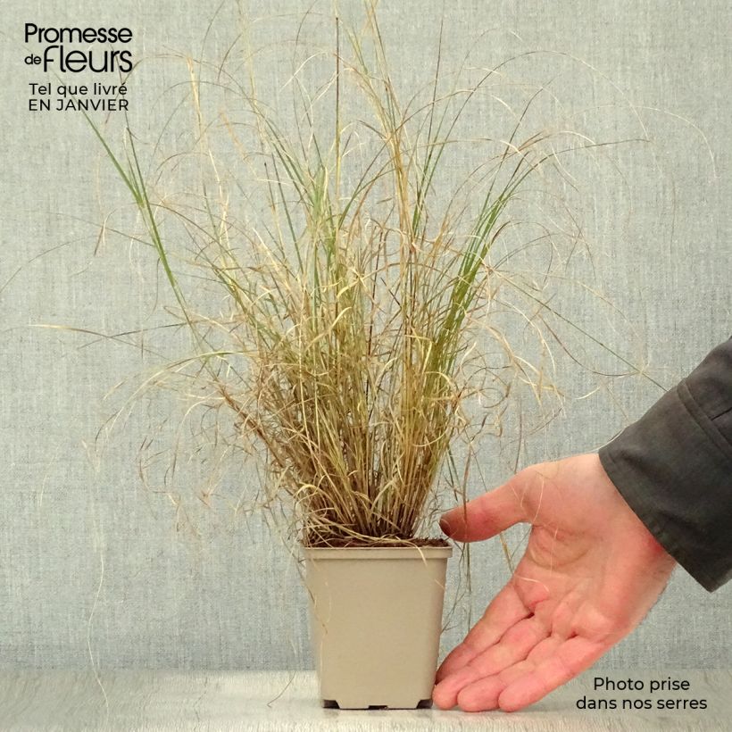 Spécimen de Bouteloua gracilis Godet de 8/9 cm tel que livré en hiver