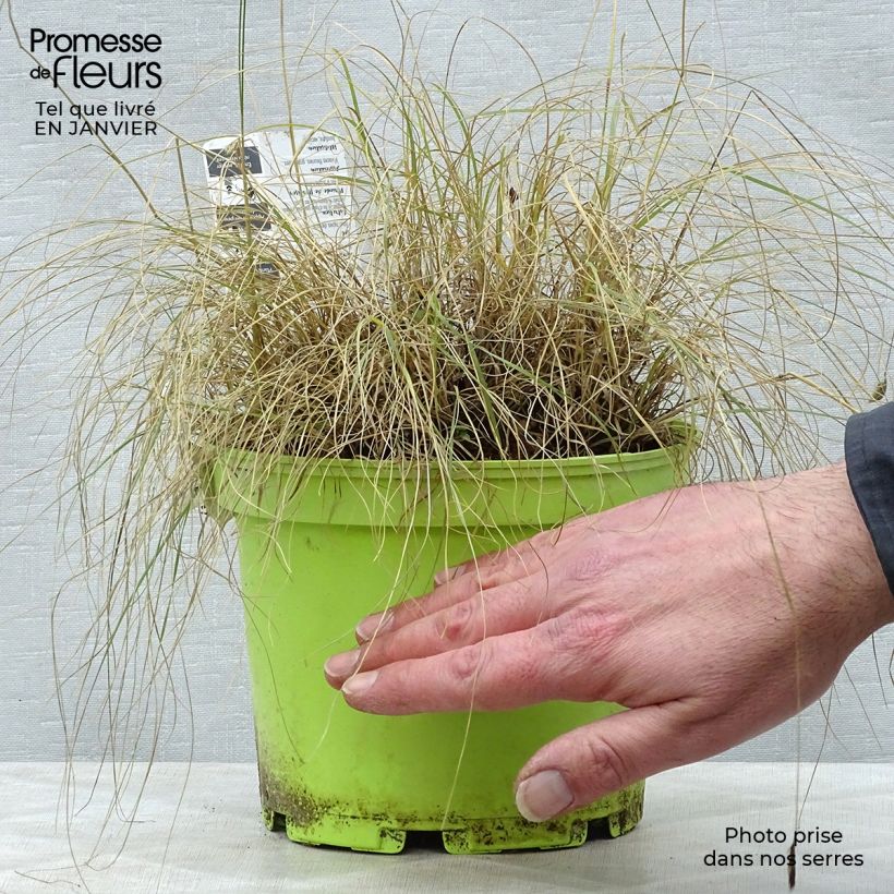 Spécimen de Bouteloua gracilis Pot de 1,5L/2L tel que livré en hiver