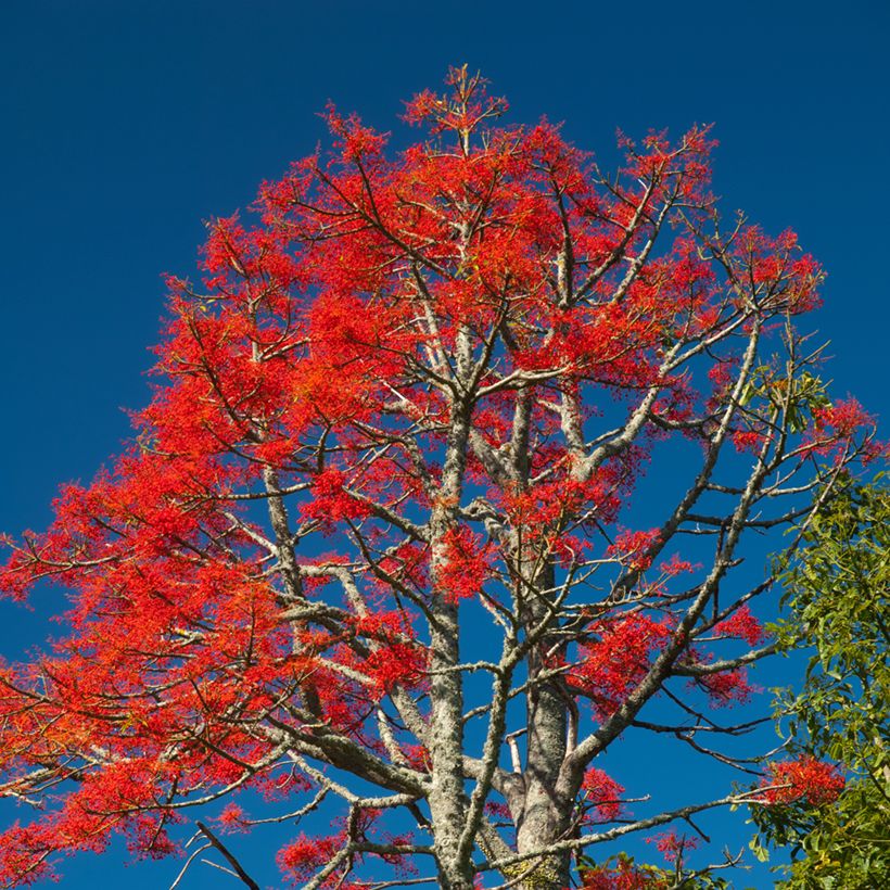 Brachychiton discolor (Port)