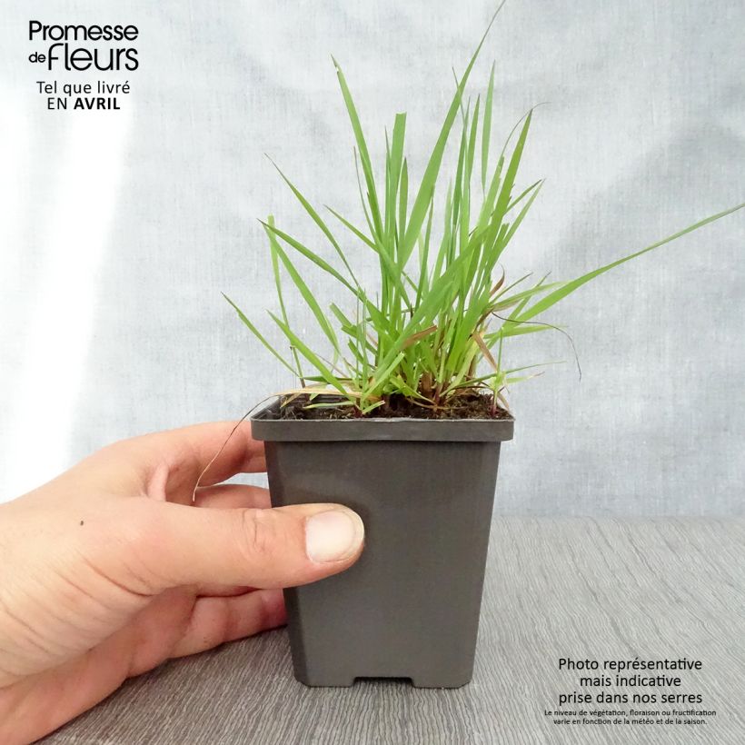 Spécimen de Briza media - Amourette commune Godet de 7/8 cm tel que livré au printemps