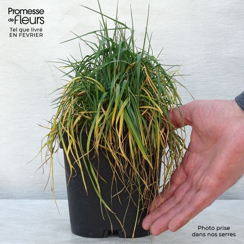 Spécimen de Briza media - Amourette commune Pot de 2L/3L tel que livré en hiver
