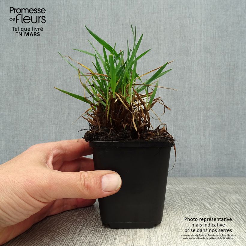 Spécimen de Briza media Limouzi - Amourette Godet de 8/9 cm tel que livré au printemps