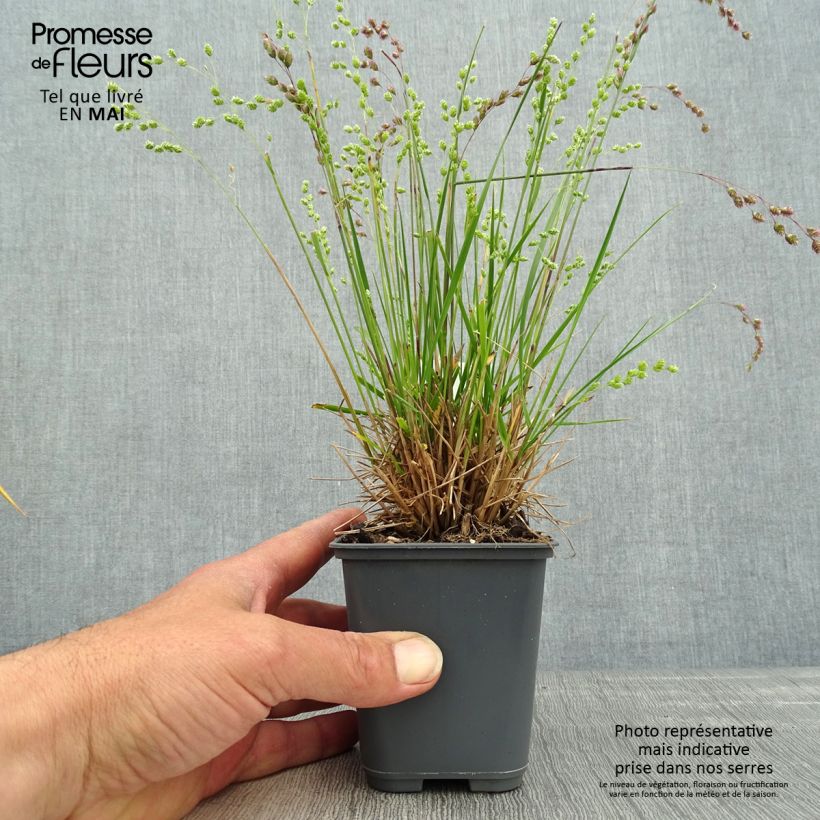 Briza triloba - Quake grass 8/9 cm pot sample as delivered in spring