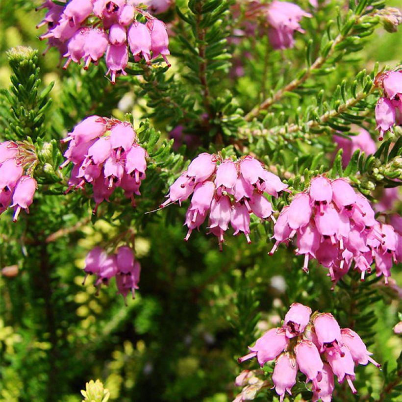 Bruckenthalia spiculifolia (Floraison)