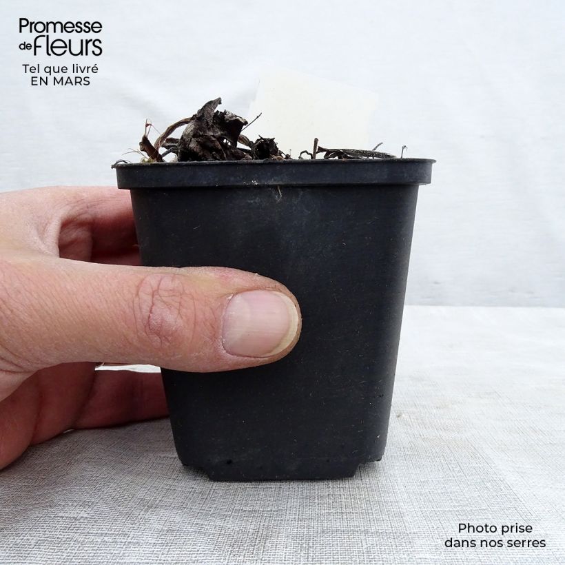 Spécimen de Brunnera Macrophylla Variegata - Myosotis du Caucase Godet de 8/9 cm tel que livré en hiver