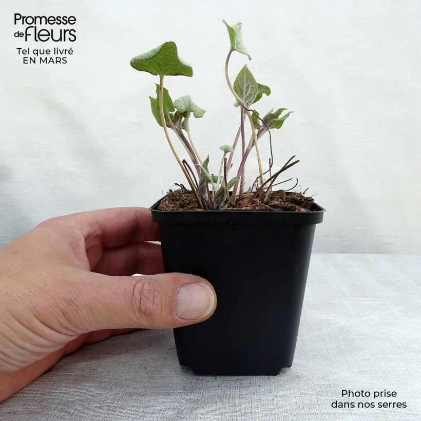 Spécimen de Brunnera macrophylla Alexander's Great - Myosotis du Caucase Godet de 8/9 cm tel que livré en hiver